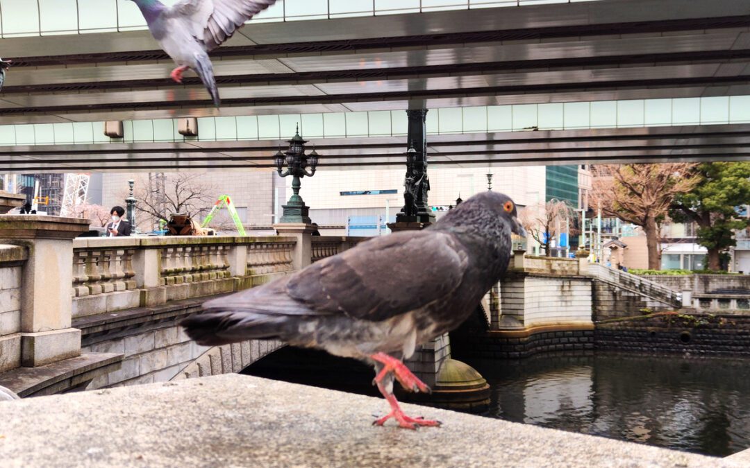 What to do about pigeons