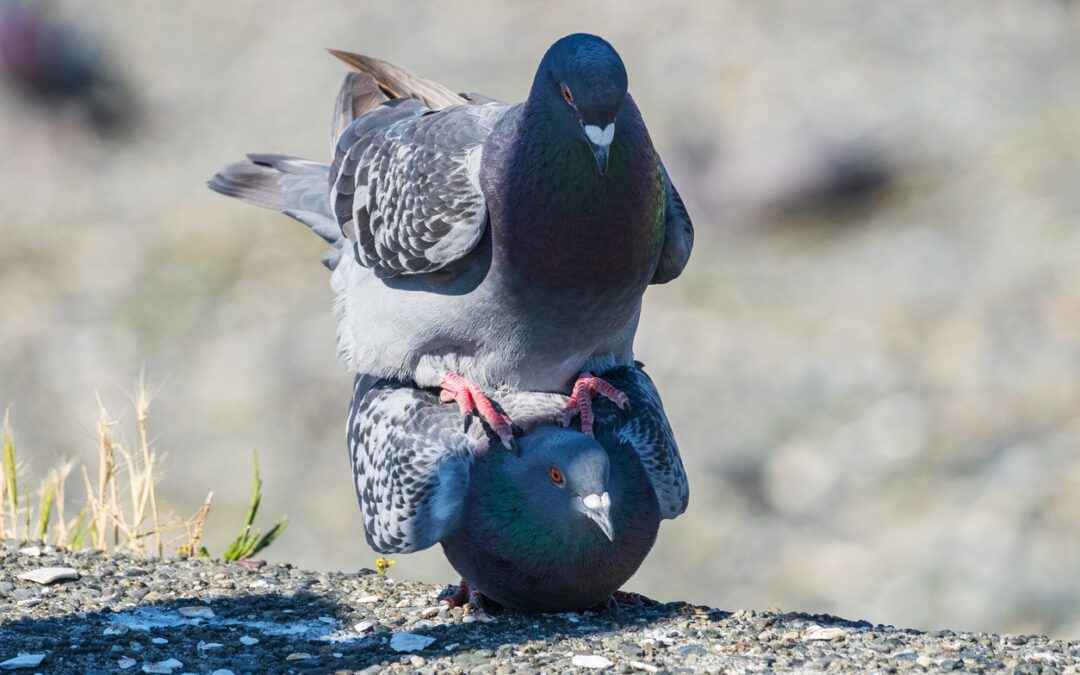 Search for the one-legged pigeon continues