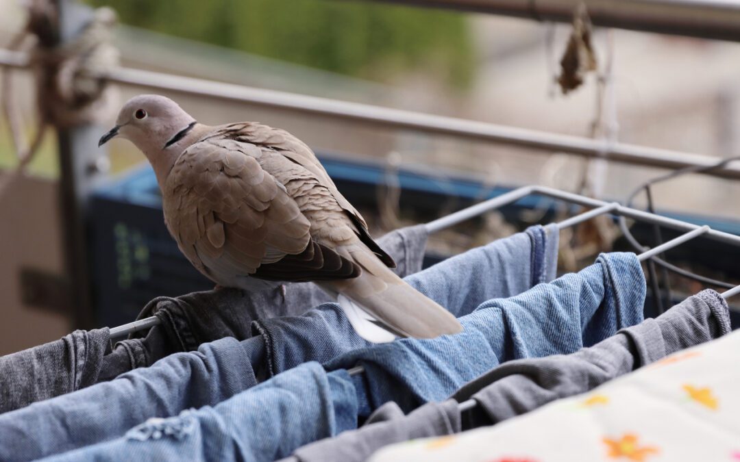 The strange tale of the bird ladies of Sellafield