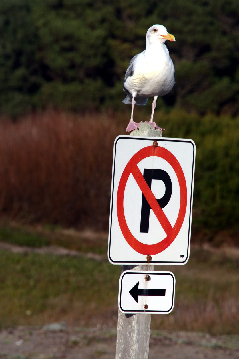 ultrasonic-pigeon-repeller-and-motion-activated