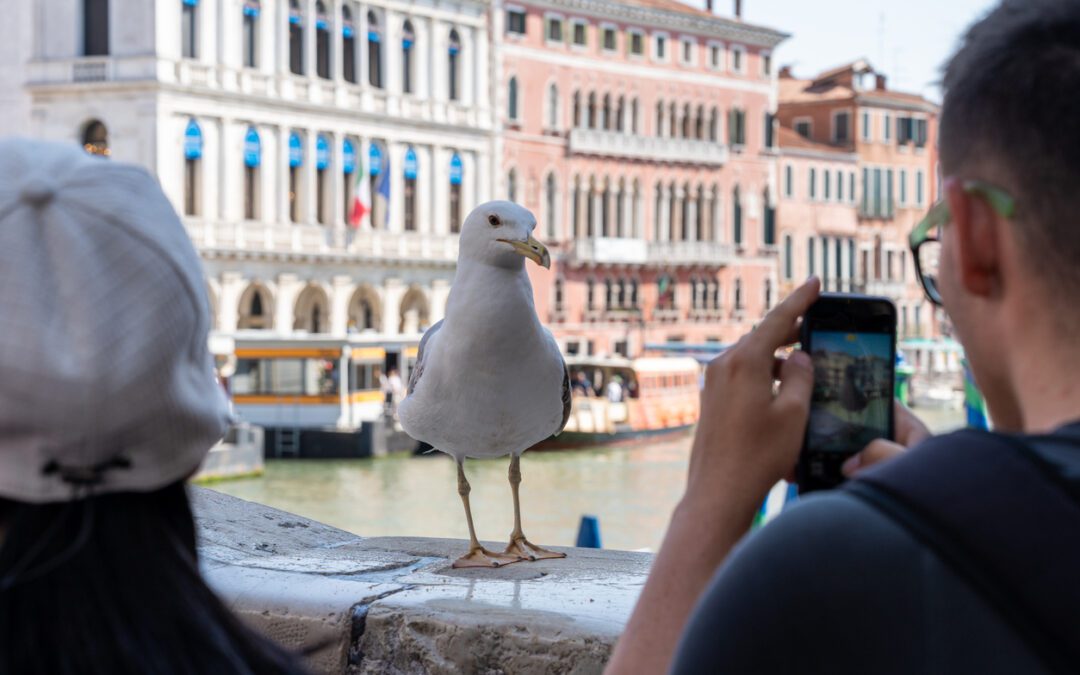 Canadian police cleared a suspected Chinese spy pigeon