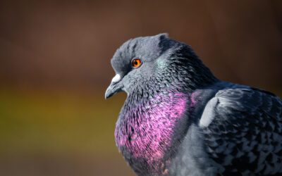 Pink pigeon possibly dyed for gender reveal party in NYC dies