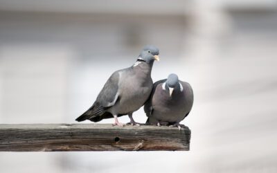 Lost pigeon flew the coop, finding her way from France to Calgary