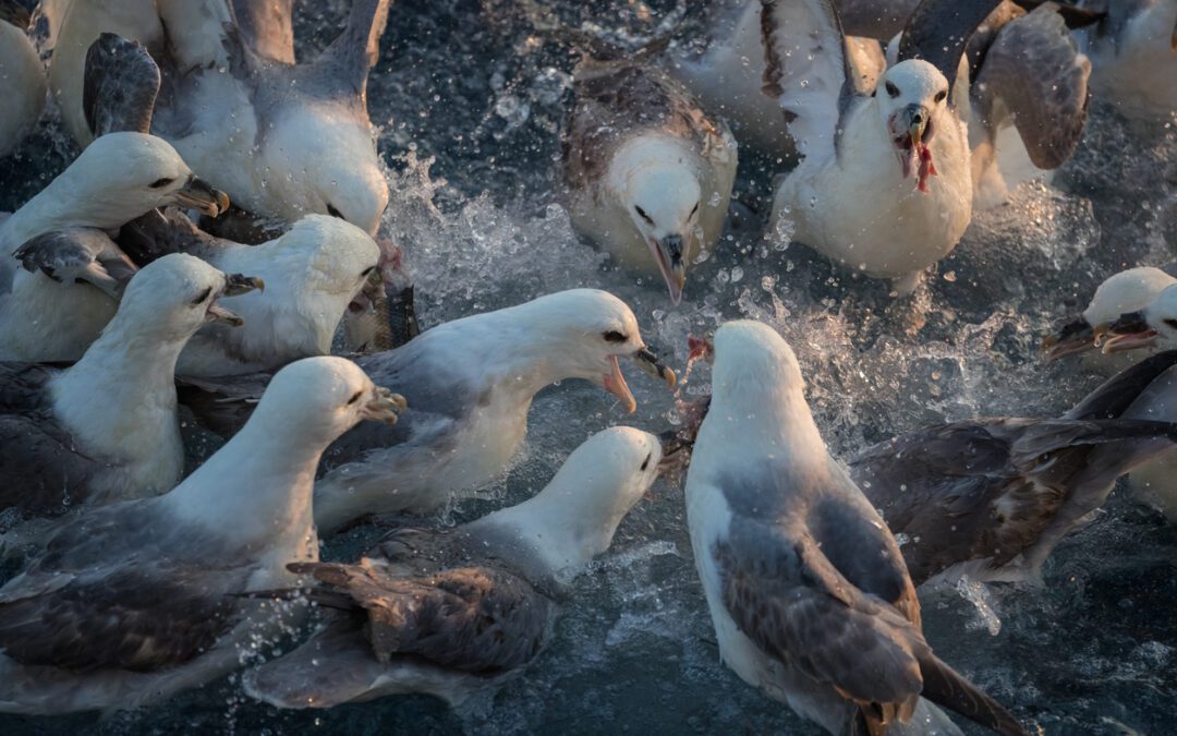 City to ban toxins that poison Saskatoon pigeons