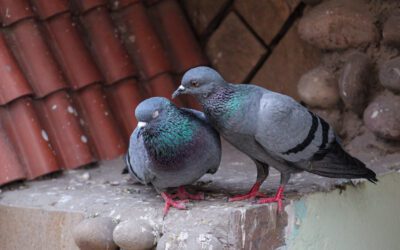 Dead pigeons in SkyTrain cages not neglect but caused by hawk killings