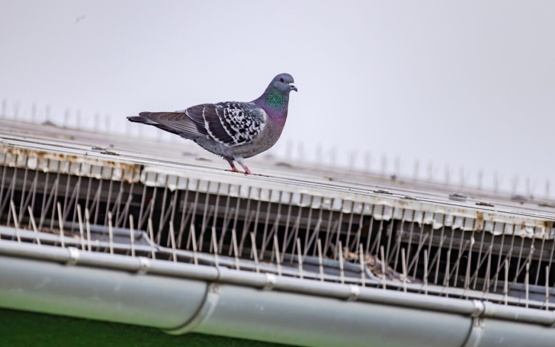 hospital has postponed dozens of procedures after pigeons nesting