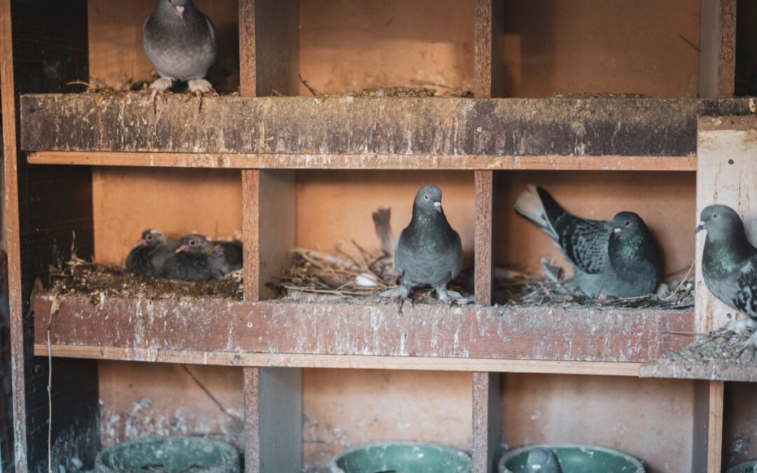 Eagles and falcons deployed to scare away pigeons in Barcelona