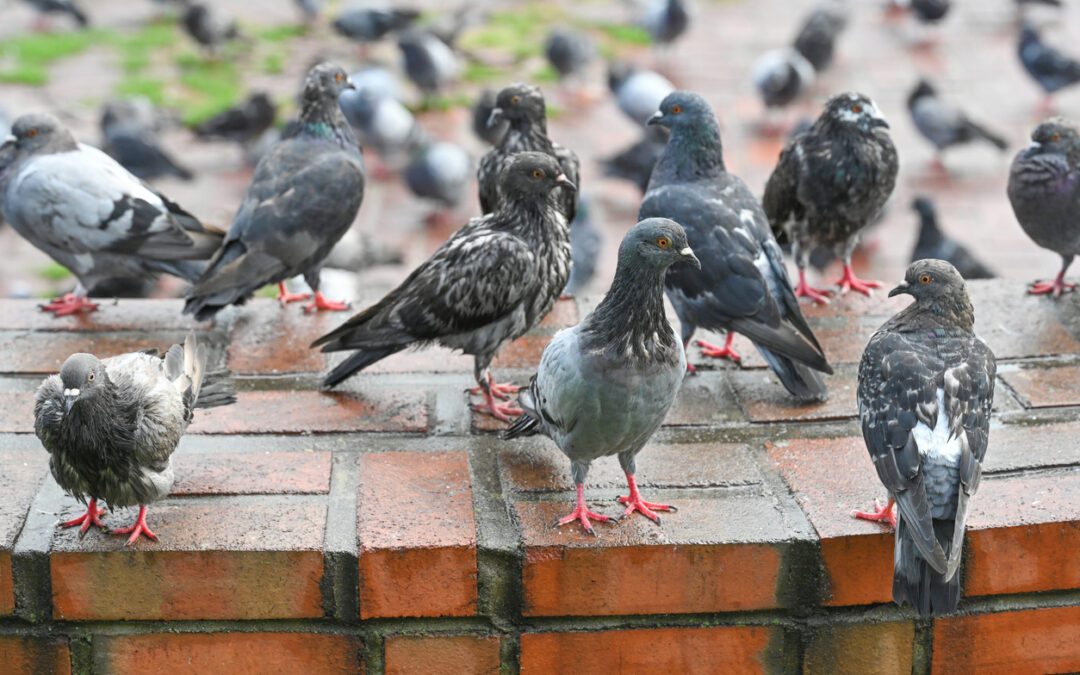 Birth control for bird control? Toronto put pigeons on the pill to fight the flock