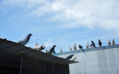 Rock pigeons should not be overlooked. Here’s why