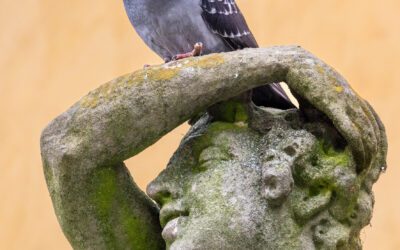 Meet the N.L. couple finding happiness in pet pigeons