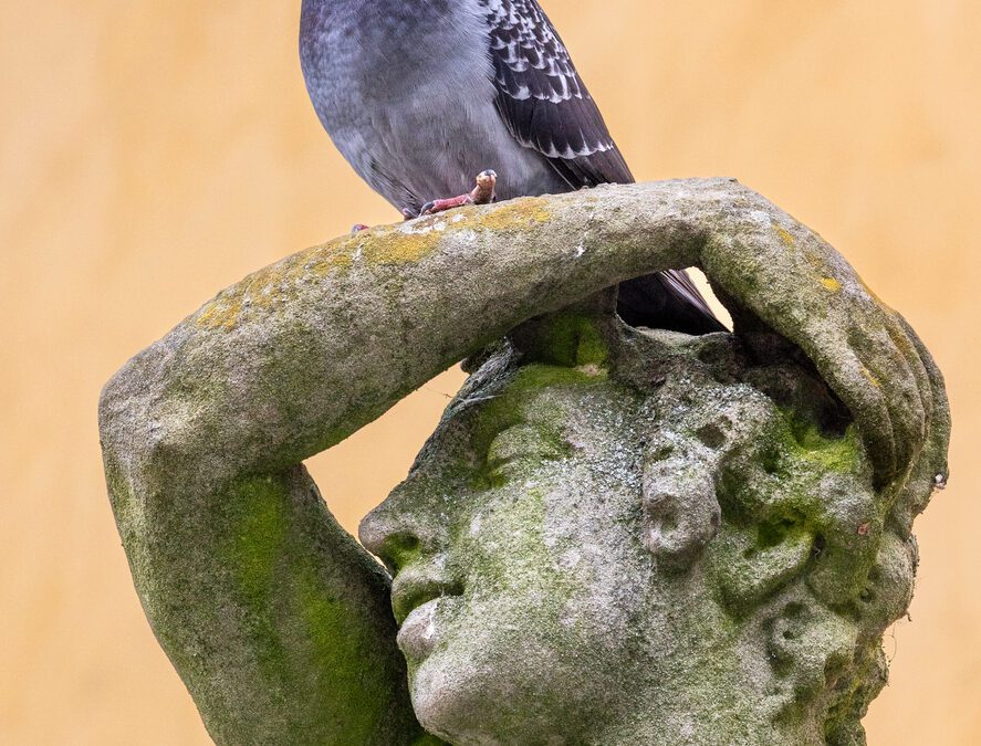 Meet the N.L. couple finding happiness in pet pigeons