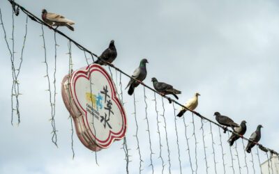 Many Toronto residents won’t be taking anymore crap — from pigeons.