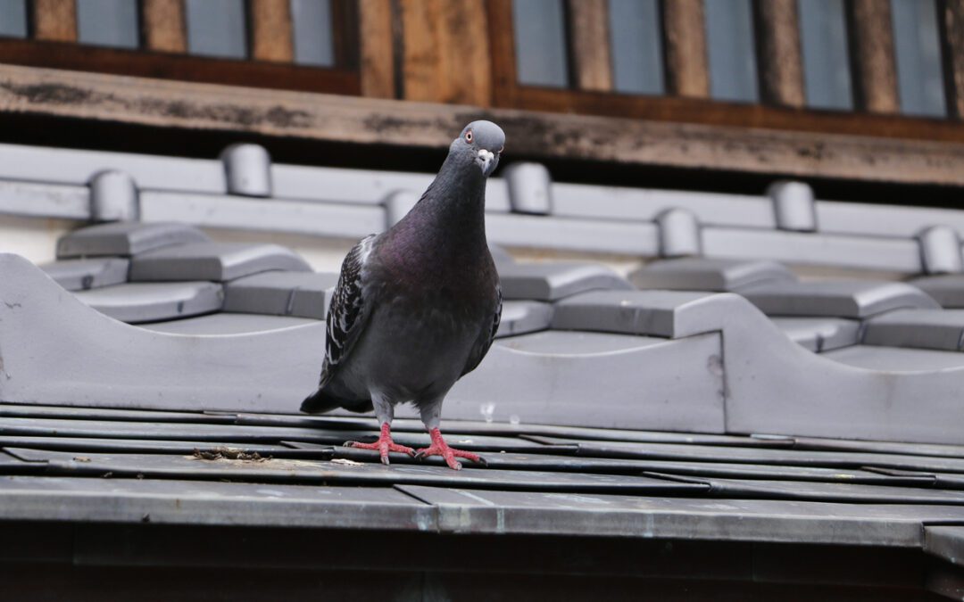 Feeding pigeons is illegal in Toronto but some residents are doing it anyway