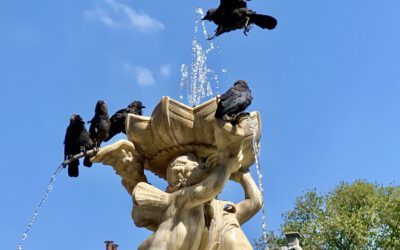 Pigeon feed seller takes flight