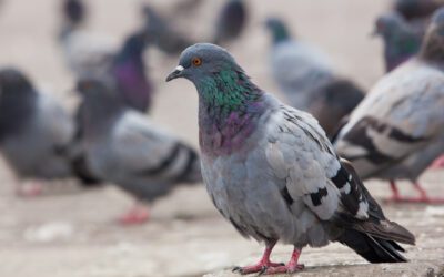 IN PRAISE OF PIGEONS