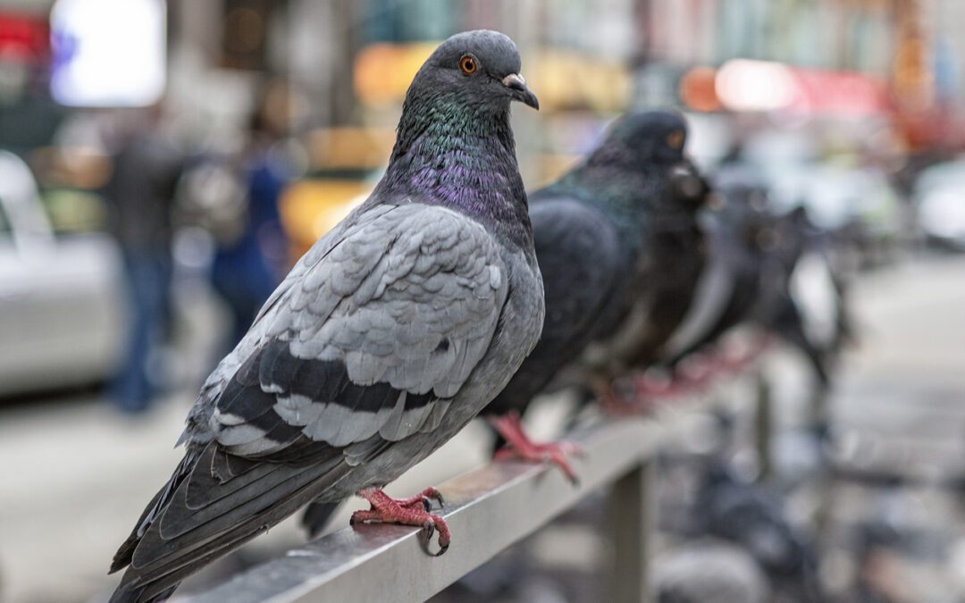 London’s pigeon problem has a simple solution: a hawk