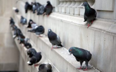 IN PRAISE OF PIGEONS