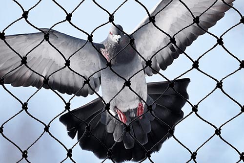 bird-netting-prevent-pigeons