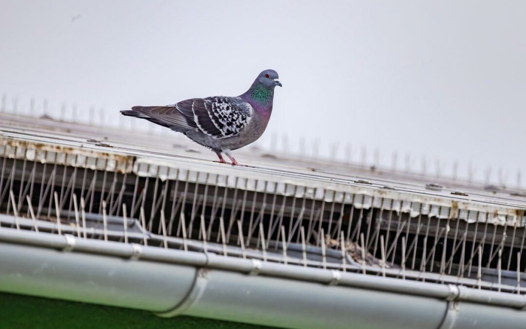 Stainless steel pigeon spikes installed on a ledge