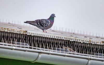 Pigeon Spikes – The Best Solution for Bird Control