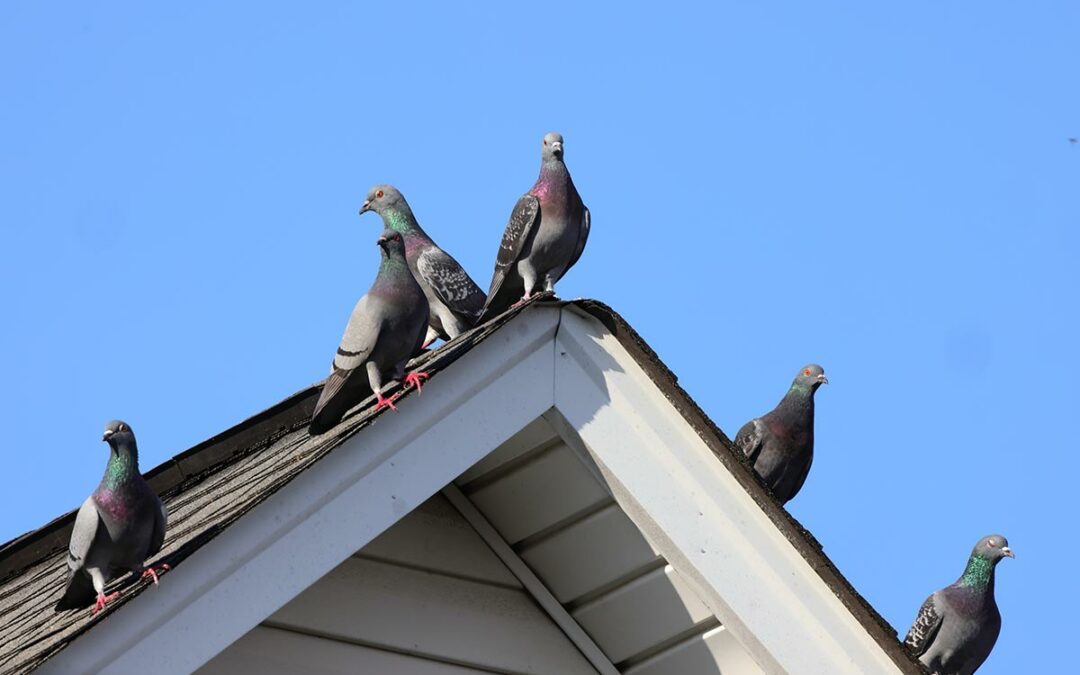 A pigeon sitting on a rooftop before humane removal