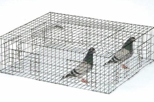 pigeon-trap