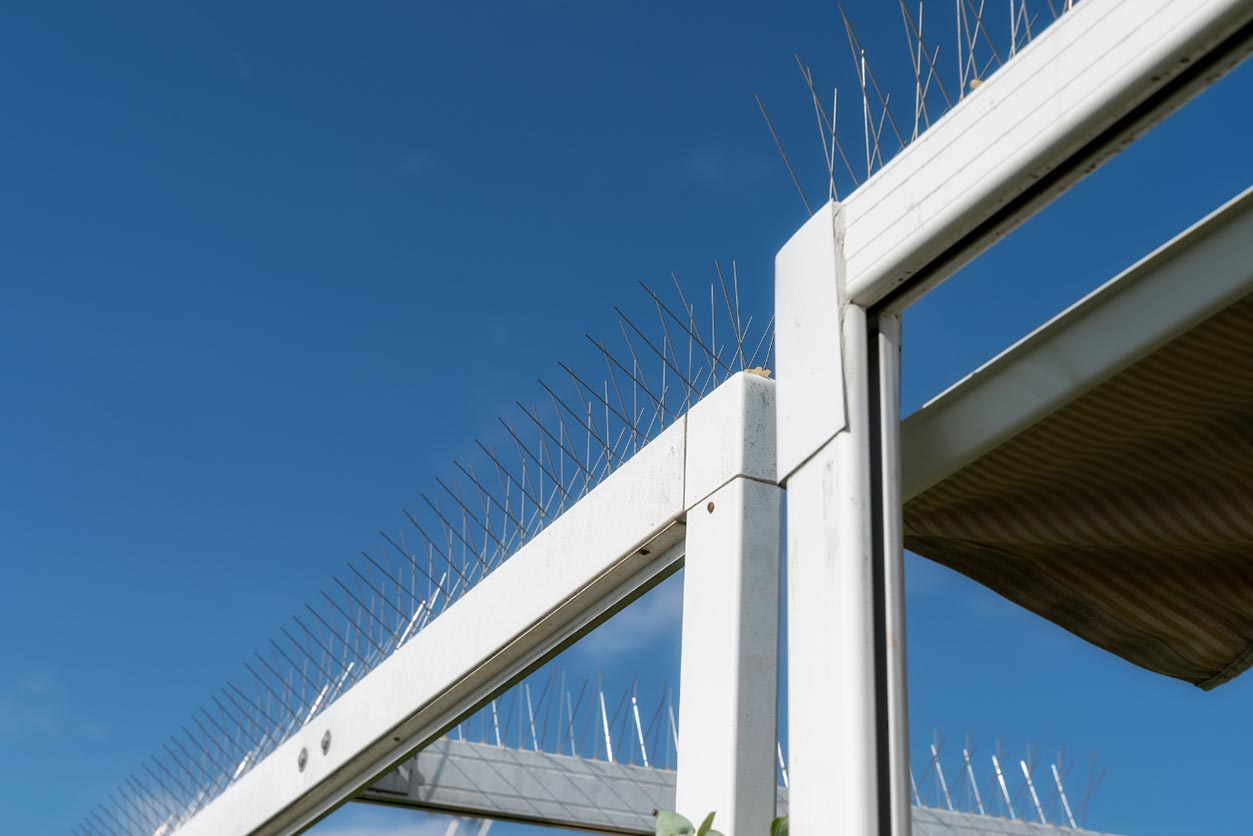 Bird spikes as an option for bird repellent