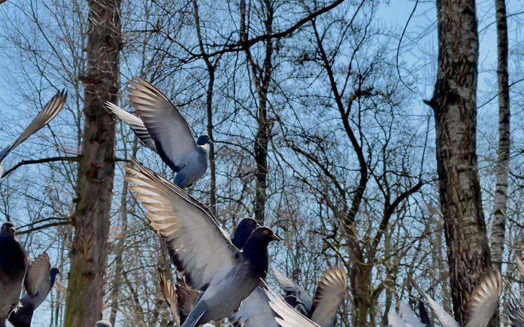 A pigeon flying away from a repellent-treated area.