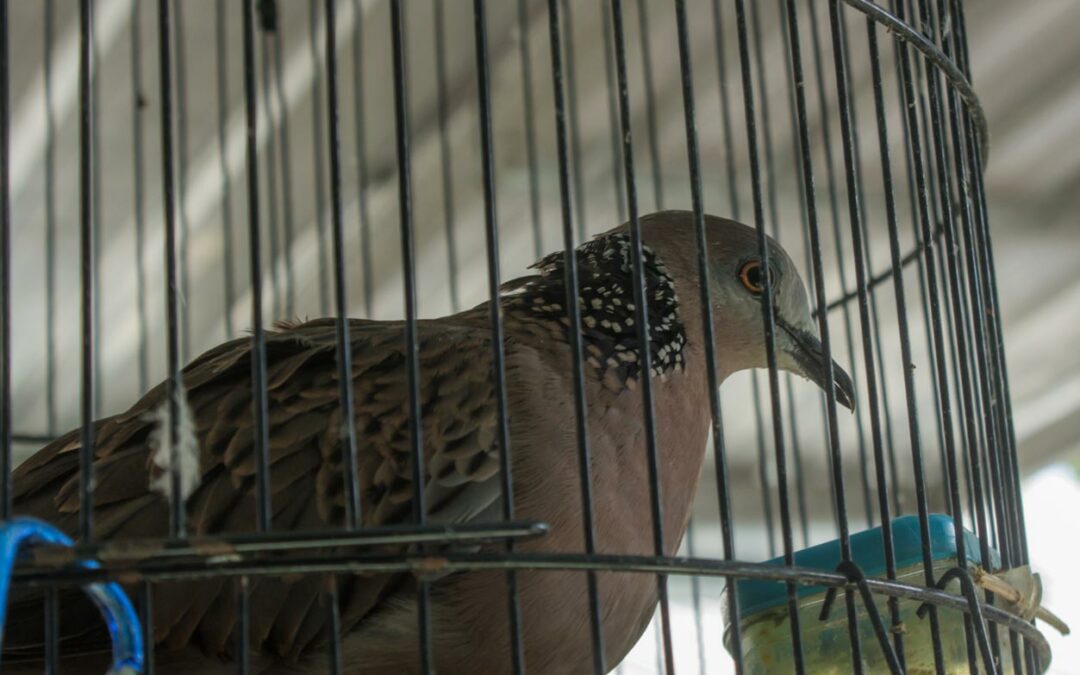 A humane pigeon trap with birds inside.