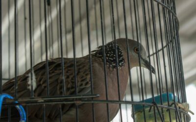 Pigeon Traps – Humane Ways to Capture & Relocate Pigeons